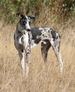 Portrait of dog on field