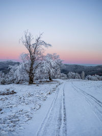 Winter landscape. frosty trees in snowy forest in the sunny evening.tranquil nature at sunset.