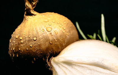 Close-up of wet flower against black background