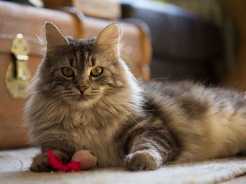 Close-up portrait of cat sitting