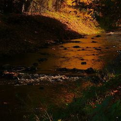 High angle view of trees by rocks in forest