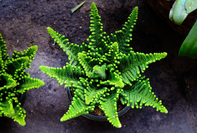 High angle view of fresh green leaves