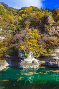 Plants growing on rock by lake against sky