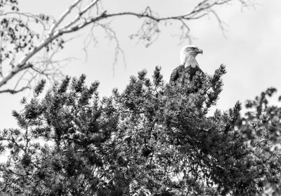 Low angle view of eagle perching on tree