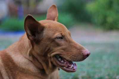 Close-up of dog looking away