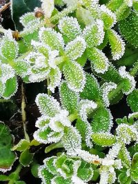 High angle view of succulent plant