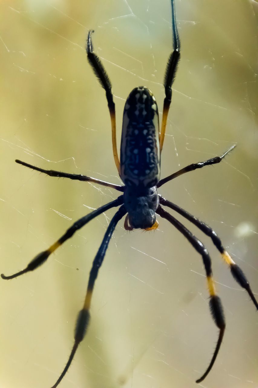 CLOSE-UP OF SPIDER