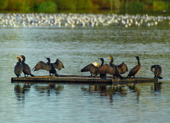 Black cormorants perching on lake pontoon outstretched wings catching the sun