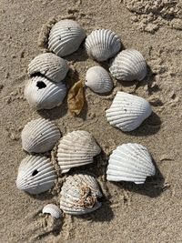 High angle view of shells on sand