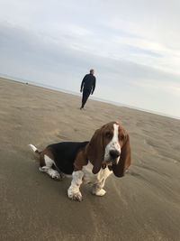 Dog relaxing on sand at beach against sky