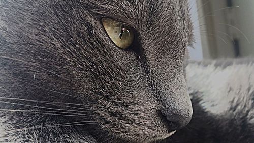 Close-up portrait of a cat