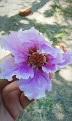 Close-up of purple flower