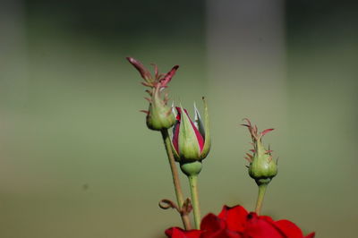 Close-up of red flower buds growing outdoors