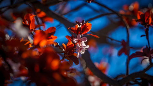 Close-up of orange flowering plant