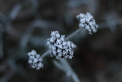 Close-up of frozen plant