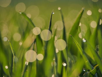 Close-up of wet plant growing on field