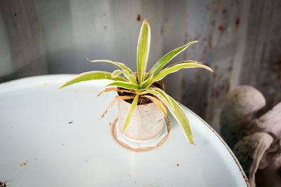 Close-up of potted plant leaves against wall