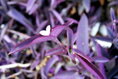 Close-up of purple crocus flowers