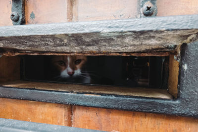 Portrait of cat peeking through metal grate