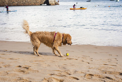  dog plays in the sand of porto da barra beach in salvador, bahia.