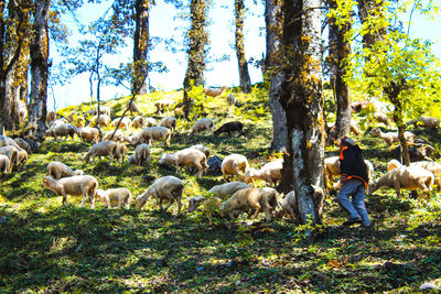 Low angle view of man with goats walking on mountain