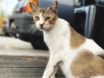 Close-up of a cat looking away