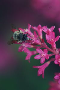 The bee on the flower