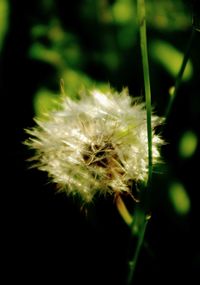 Close-up of dandelion against blurred background