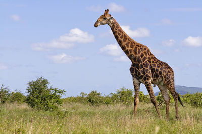 View of giraffe on field against sky