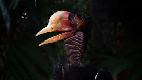Helmeted hornbill - critically endangered species close-up