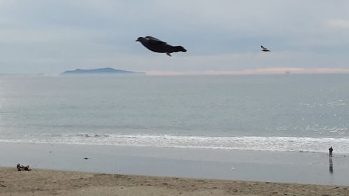 Seagulls flying over sea