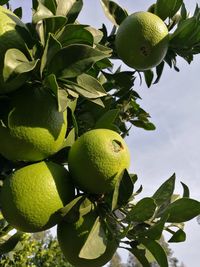 Low angle view of fruits growing on tree