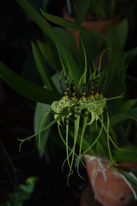 Close-up of plant