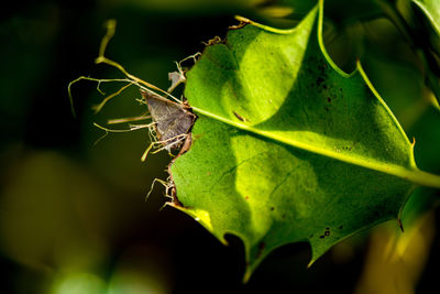 Close-up of butterfly on leaf