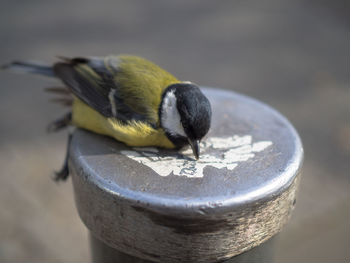 High angle view of bird perching on metal