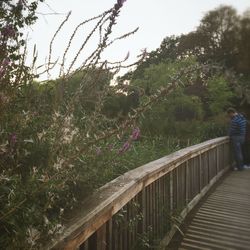 Plants growing on tree