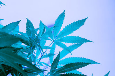 Low angle view of leaves against blue sky