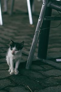 Portrait of cat sitting on footpath