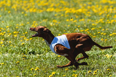 Pharaoh hound dog in white shirt running and chasing lure in the field on coursing competition