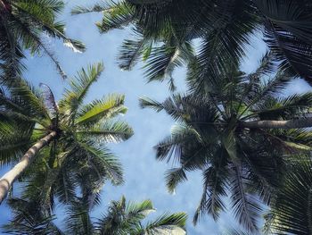 Low angle view of palm trees against sky