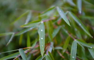 Close-up of wet plant during rainy season