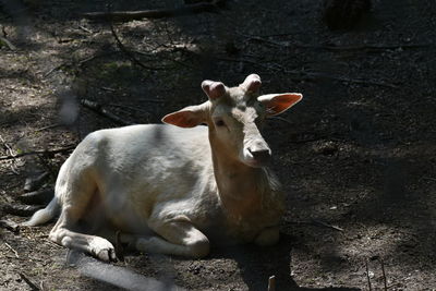 View of a sheep on rock