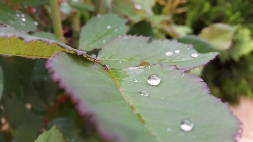 Close-up of water drops on leaf