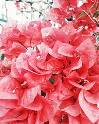 Full frame shot of fresh red flowers