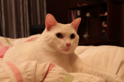 Portrait of cat lying on bed