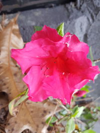 Close-up of pink hibiscus