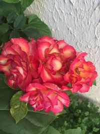 Close-up of red roses blooming outdoors