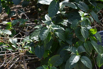 Close-up of plant growing on field