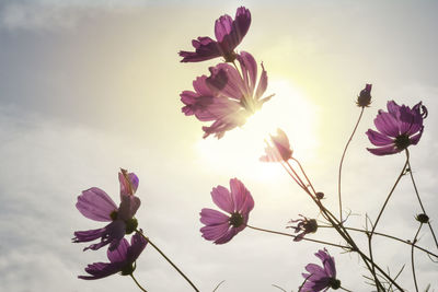 Low angle view of flowering plant against sky