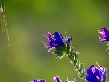 Close-up of purple flowering plant